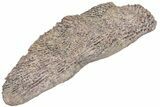 Huge, Triassic Amphibian (Metoposaurus) Clavicle Bone - Arizona #209973-4